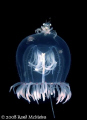   Free RideA small crab hitches ride Red eye Medusa Jellyfish. Port Hardy B.C. Canada Jellyfish BC  